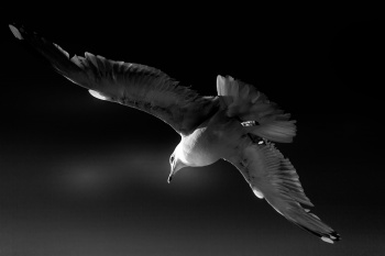 Freedom